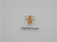 藏品(三色豔苔蛾)的圖片